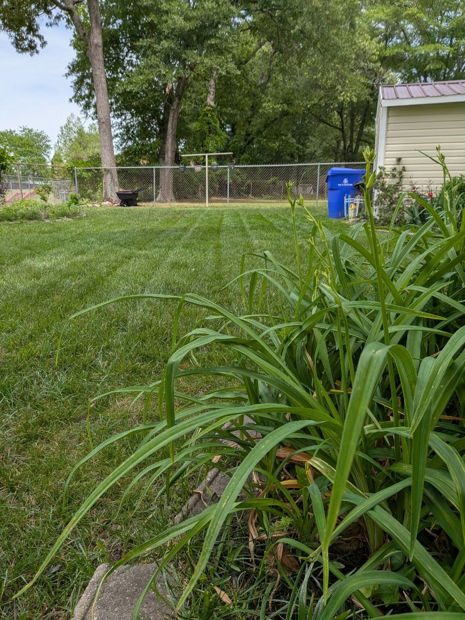 Well-maintained striped lawn with daylily border — Redwood Landscaping lawn maintenance Easley SC